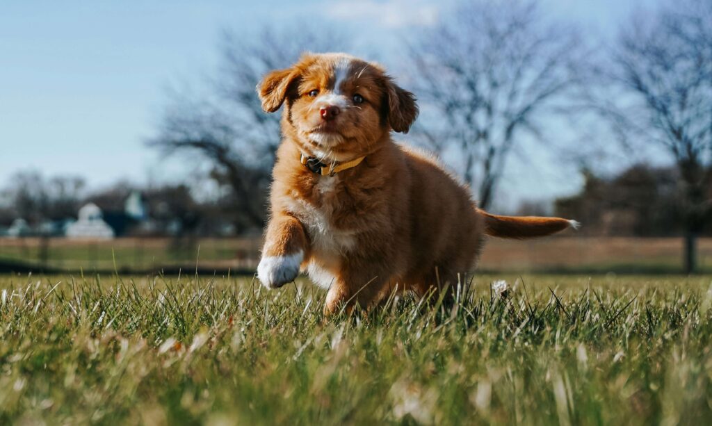 Quail Creek Veterinary Clinic