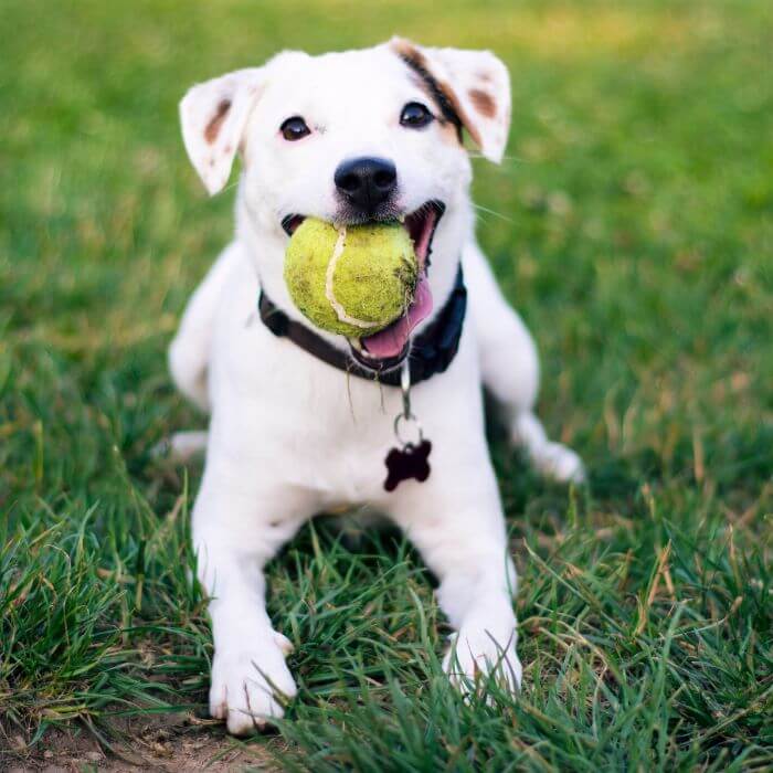 A dog is sitting on the grass with the ball in it's mouth