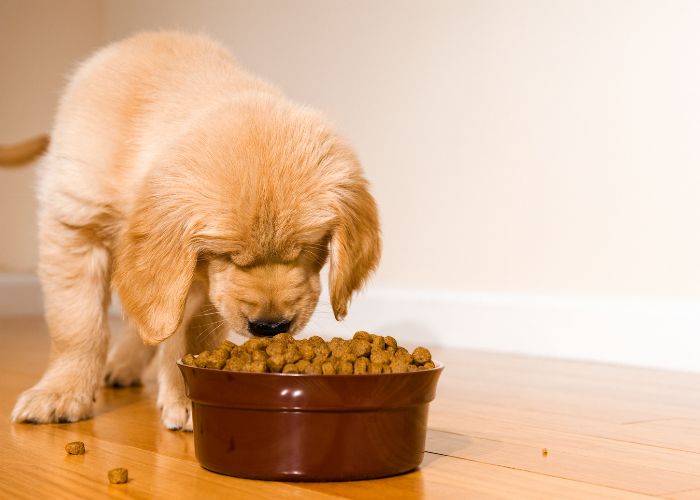 A dog is eating food from bowl