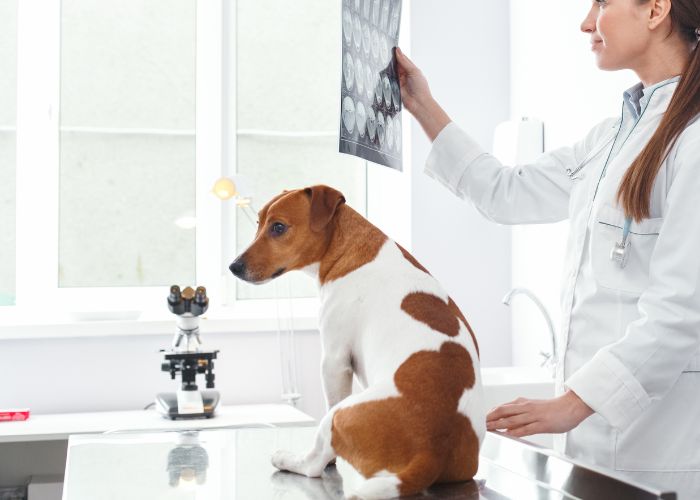 A vet is examining dogs x-ray