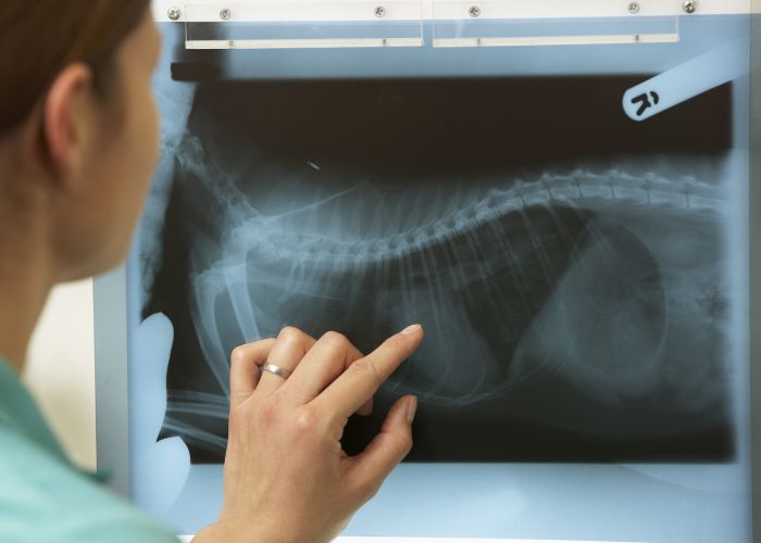 A vet is examining pets x-ray