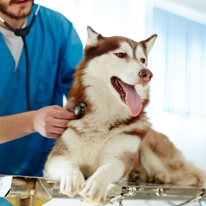 A veterinarian is examining a dog