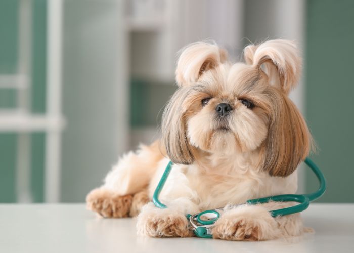 Dog wearing stethoscope sitting on table