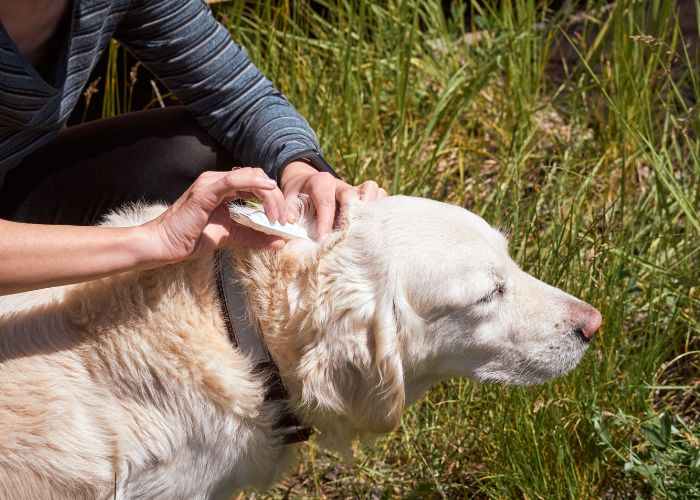 Pet Dog Getting a Flea and Tick Repellant Drip