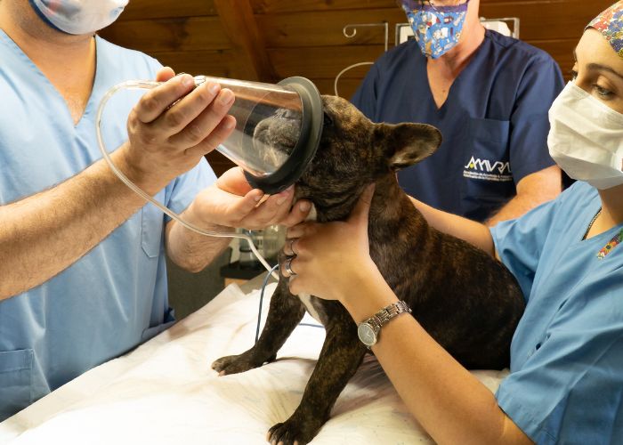 Vets Putting a Dog Under Anesthesia