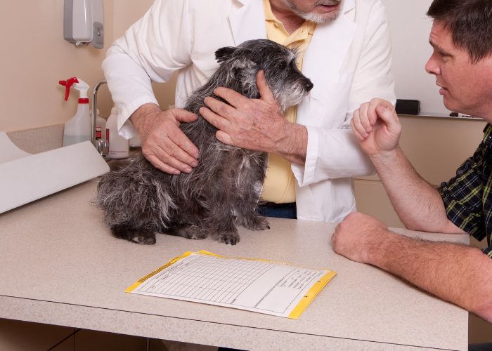 Vets are examining dog's behavior