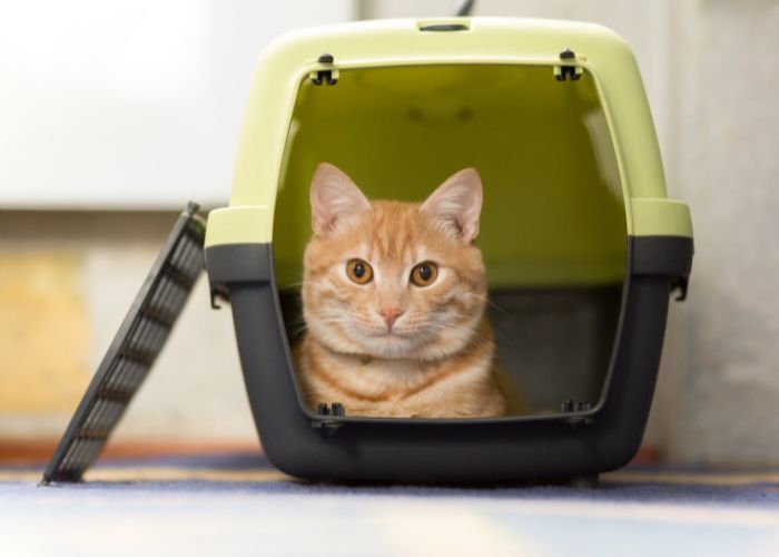 A cat is sitting inside carrier box