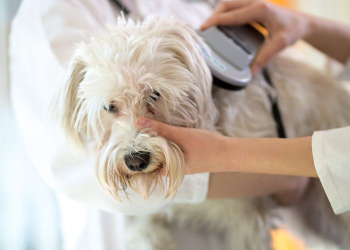 Vet scanning a dog's body for a microchip