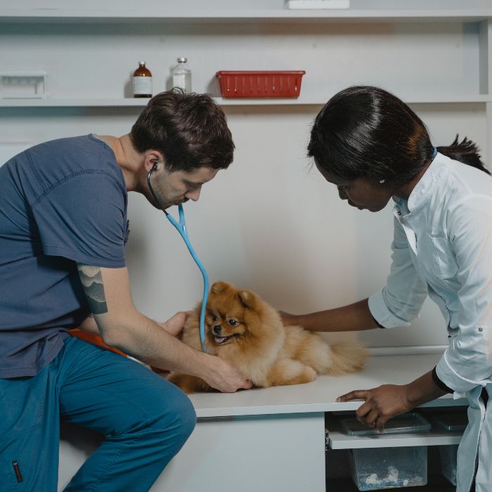 Vets are examining a dog